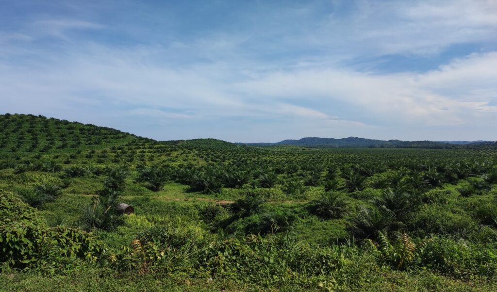 Ladang kelapa sawit di daerah Mersing, 16 Mei 2025. Foto arkib.