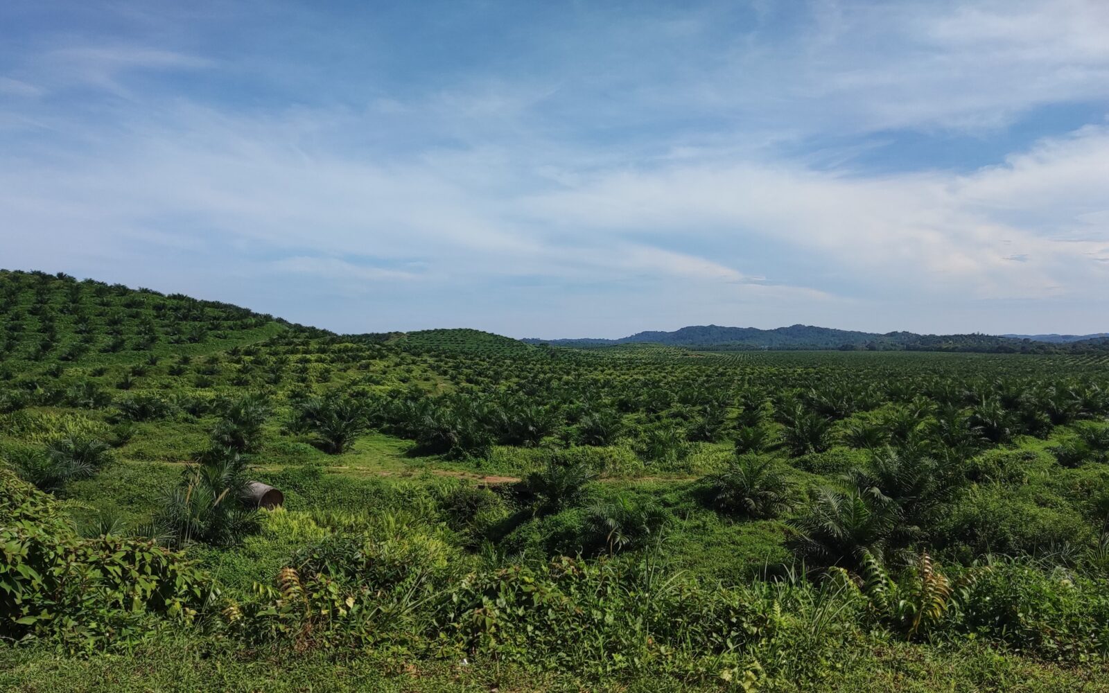 Ladang kelapa sawit di daerah Mersing, 16 Mei 2025. Foto arkib.